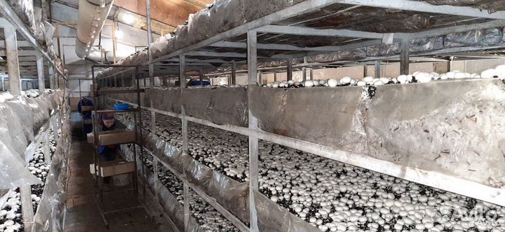 Компост для выращивания шампиньонов