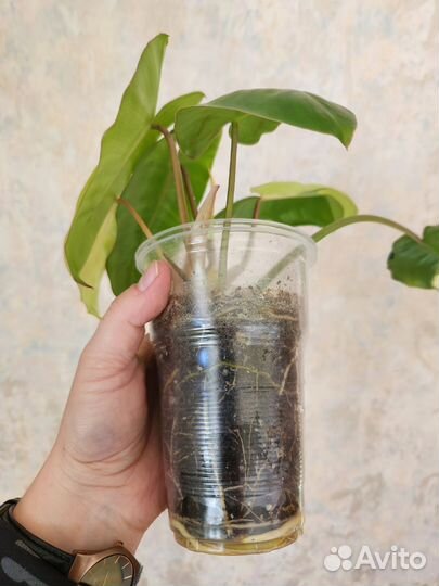 Филодендроны