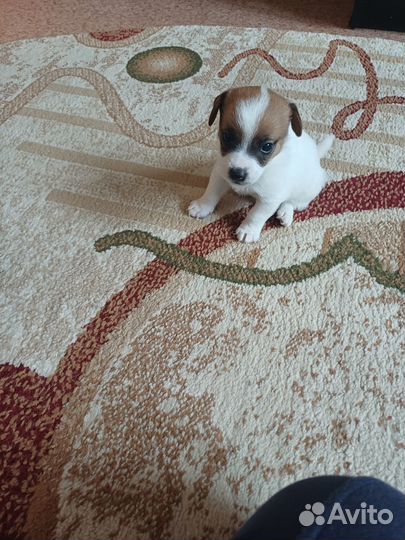 Продам щенков Джек Рассел терьер