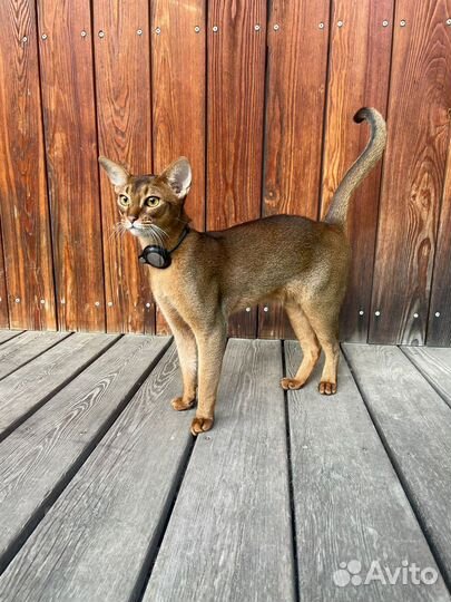 Ошейник airtag (GPS трекер)