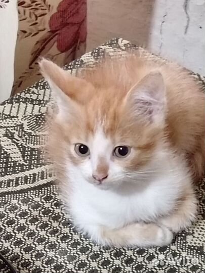 Отдам в добрые руки