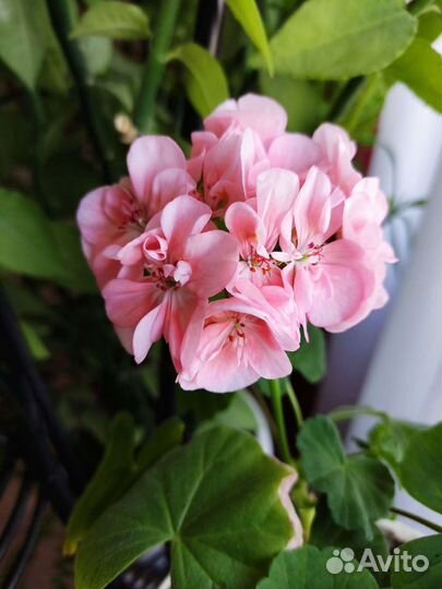 Пеларгония герань