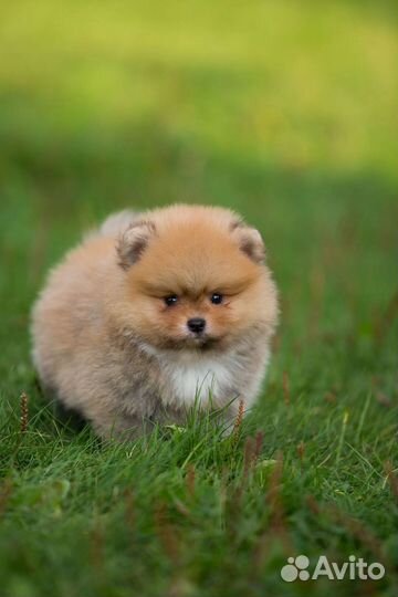 Щенки померанского шпица