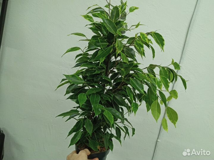 Фикус анастасия