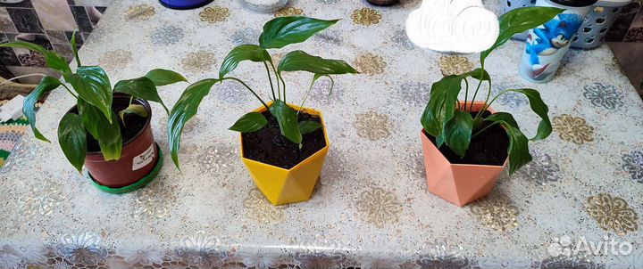 Спатифиллум