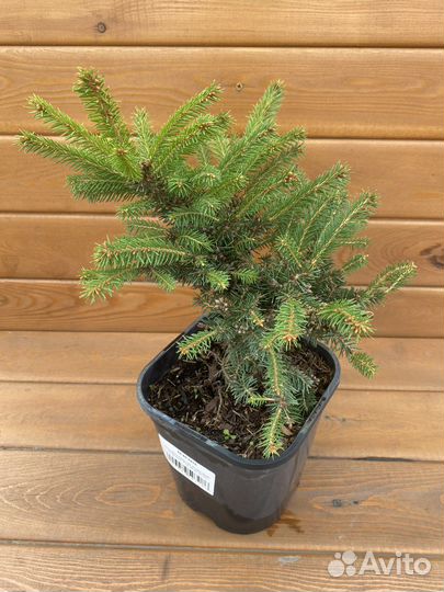 Ель обыкновенная Олендорфи