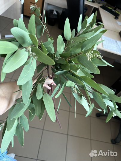 Эвкалипт зелень искуственная