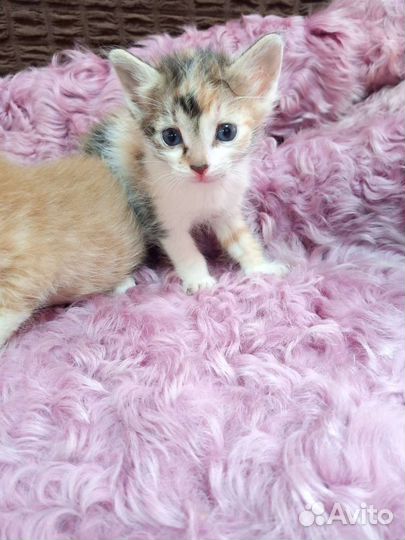 Котята в дар бесплатно
