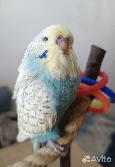 Ручной птенец, самец ввп (Чех)