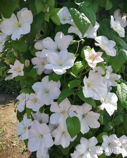 Декоративные растения и кустарники, хвойные