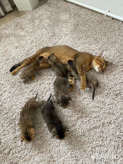 Абиссинские котята метисы