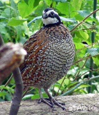 Виргинский перепел