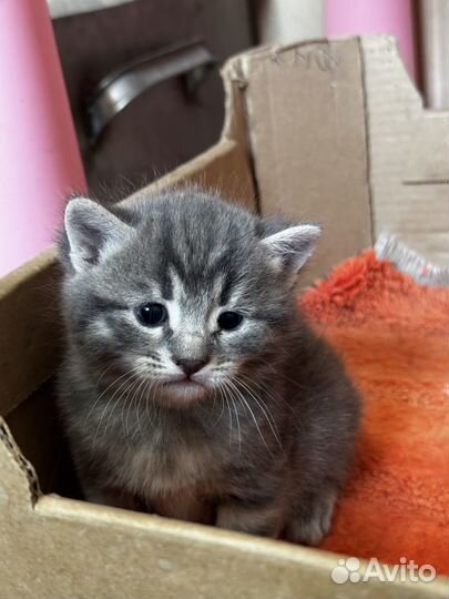 Котята в добрые руки даром