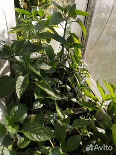 Рассада перец болгарский, помидор