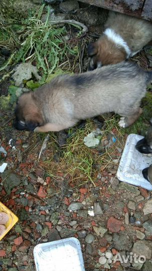 Щенки в добрые руки