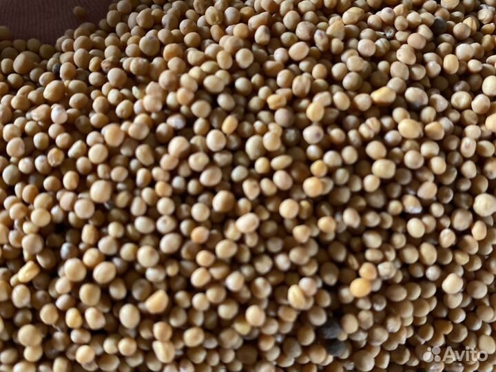 Горчица белая семена