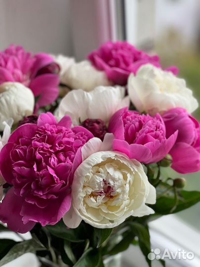 Пионы Ароматные