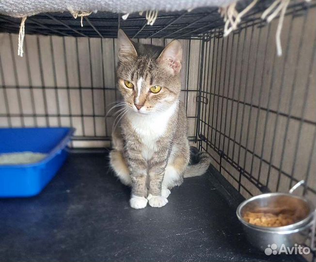 Ласковая и скромная кошечка-сирота, в дар