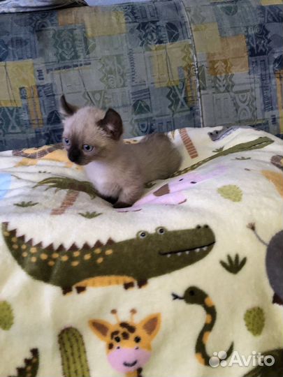 Кинкалоу котята