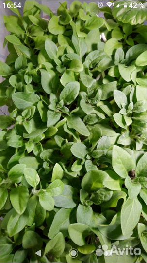 Чална Рассада овощей и цветов