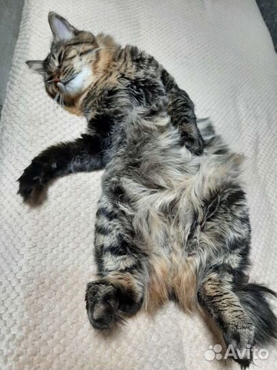 Курильский бобтейл вязка бесплатно