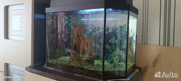 Аквариум с рыбками