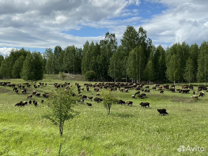 Курдючные бараны овцы