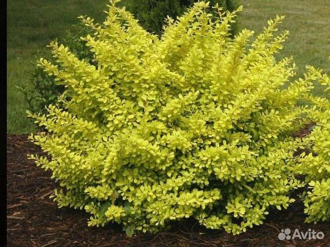 Барбарис Aurea