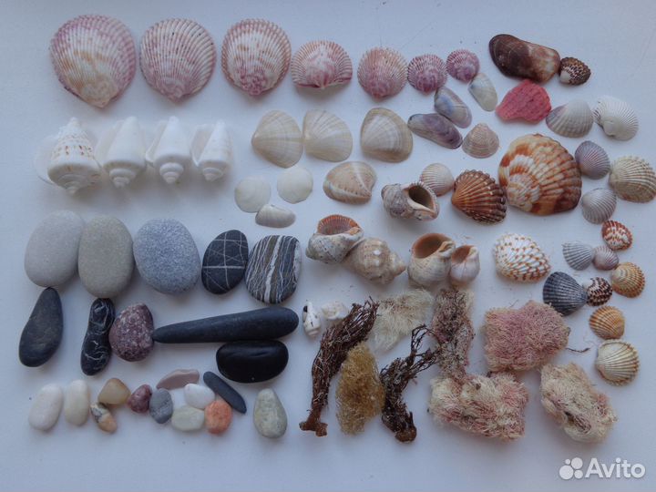 Ракушки морские разные