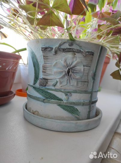 Комнатная лилия и Кислица (оксалис)