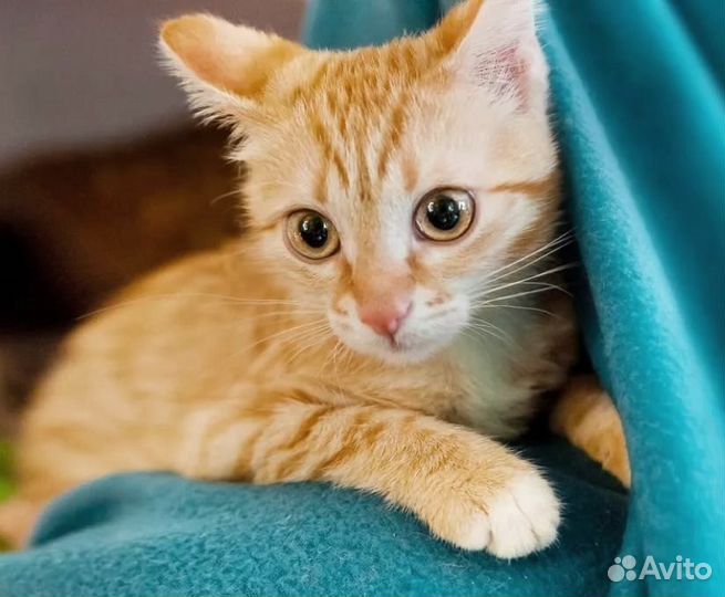 Апельсин - ласковый рыжий мальчик -3мес. ищет дом