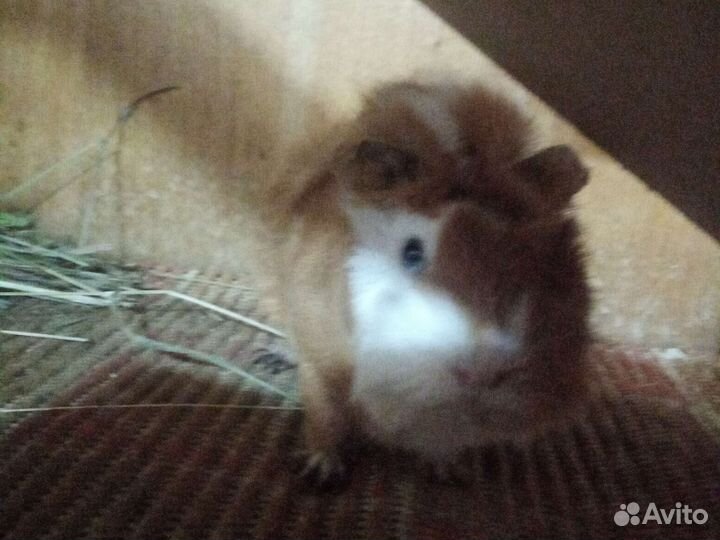 Морские свинки