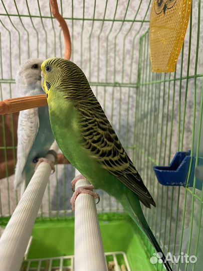 Волнистый попугай самка