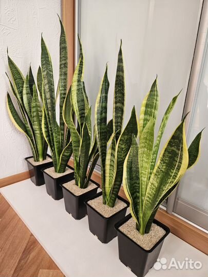 Сансевиерия Лауренти