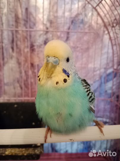 Самочка волнистого попугайчика бесплатно