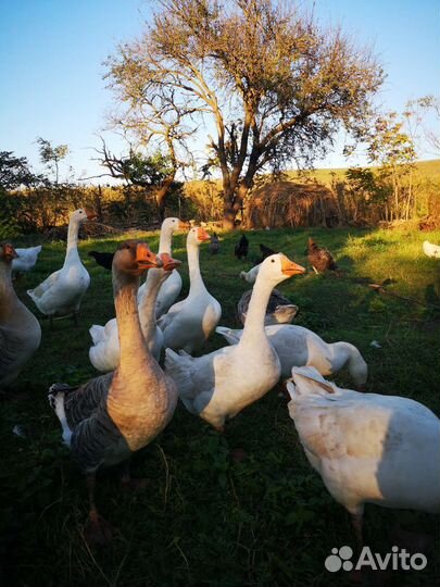 Гусак Холмогорский на племя