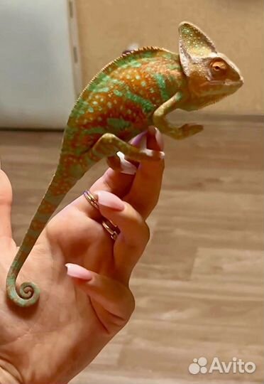 Йеменский хамелеон с террариумом