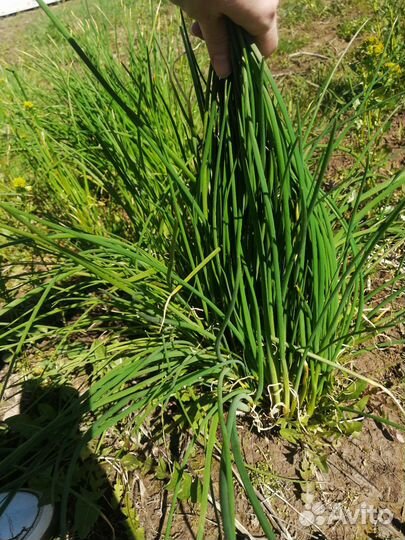 Зелёный лук делянка