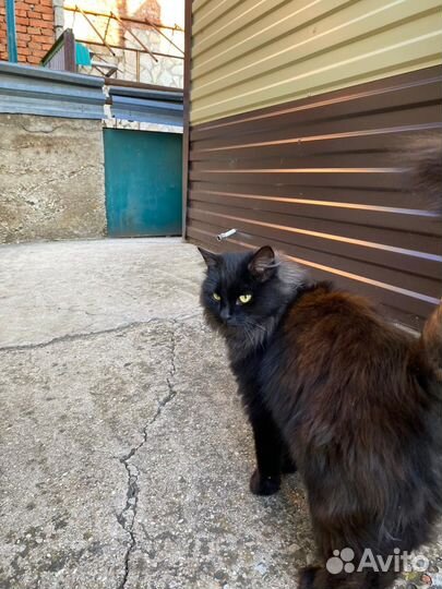 Пристраивается котик