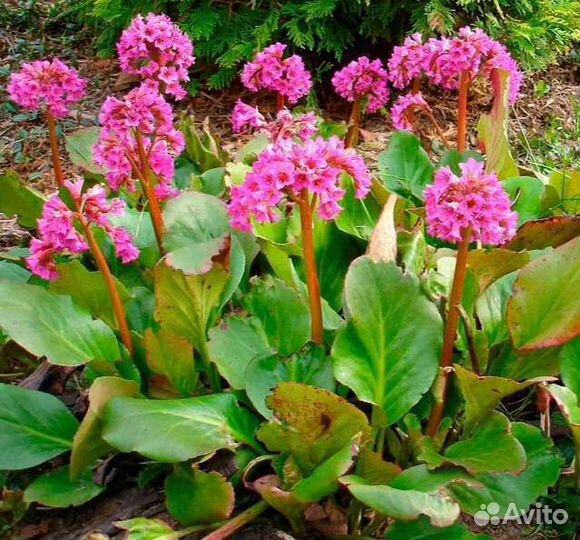 Бадан (рассада)