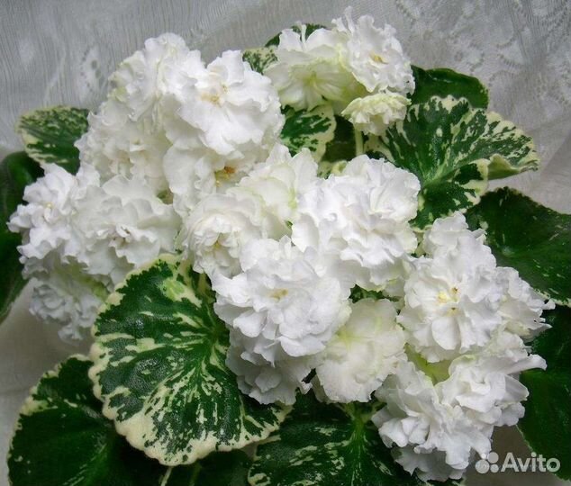 Фиалка Белая камелия