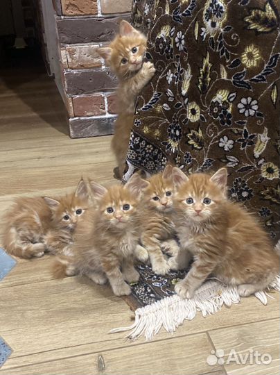 Котята мейкун