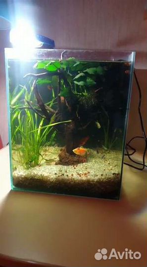 Аквариум