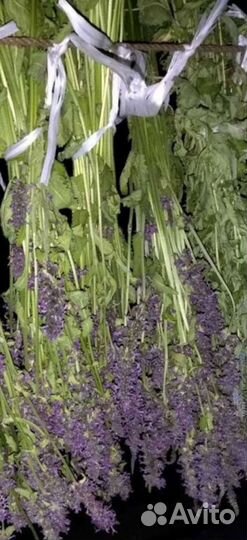 Буквица лекарственная(шалфей полевой) сухоцвет