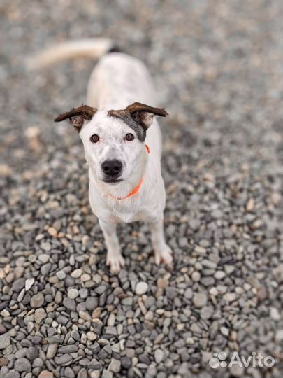 Собака в дар