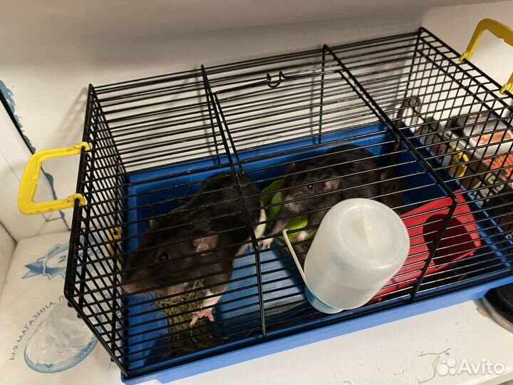 Крысы два брата с клеткой поилкой домиком