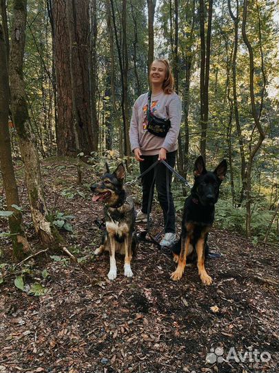 Услуги кинолога,передержка