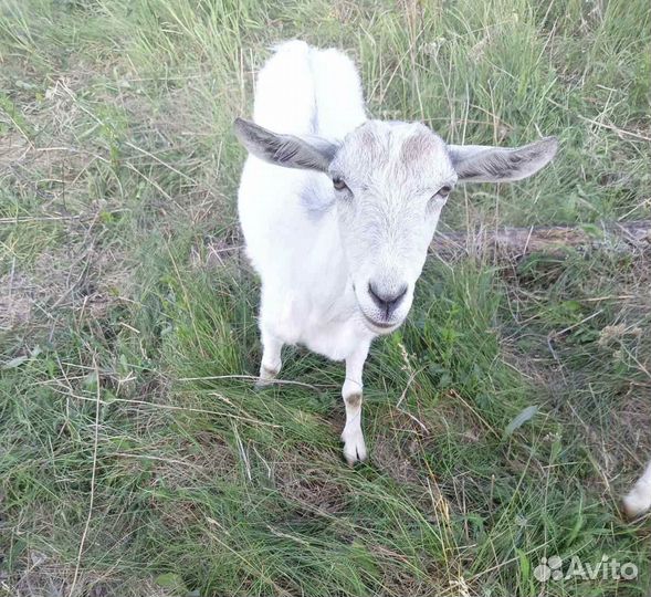 Козье молоко