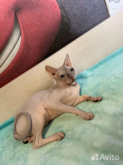 Донской сфинкс вязка