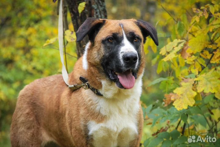 Собака в добрые руки